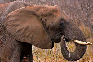 Šta jede slona u divljini? Šta jede slona u divljini?